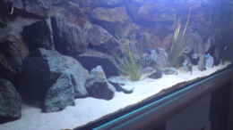 aquarium-von-michael-schoepf-becken-10621_