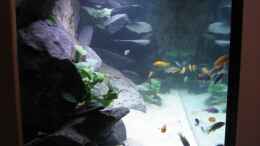 aquarium-von-klaus-traxler-becken-10627_Neuankömmlinge von der Seitenscheibe