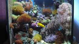 aquarium-von-mario-kustor-becken-10663_Hauptbild von 24.12.08