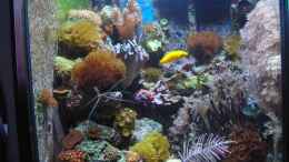 aquarium-von-mario-kustor-becken-10663_Becken von 24.12.08