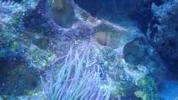 Aquarium einrichten mit Anemonia sulcata - Wachsrose