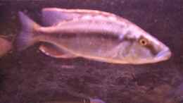 Foto mit Dimidiochromis Compressiceps