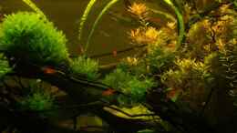 Aquarium einrichten mit monosolenium tenerum, wurzeln, rotala rotundifolia