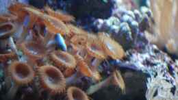 aquarium-von-reefaddict-cocoon-7_Zoanthus sp. Krustenanemonen