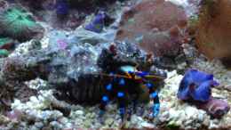 aquarium-von-reefaddict-cocoon-7_Calcinus elegans Blauer Halloween-Einsiedlerkrebs