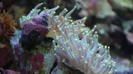 aquarium-von-reefaddict-cocoon-7_Euphyllia paraglabrescens - Großpolypige Steinkoralle + mit