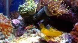 aquarium-von-reefaddict-cocoon-7_Grundeln und Knallkrebs mit Euphillia