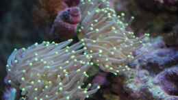 Aquarium einrichten mit Euphyllia paraglabrescens - Großpolypige Steinkoralle