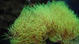 aquarium-von-reefaddict-cocoon-7_Pachyclavularia violacea - Röhrenkoralle
