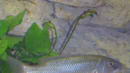 Aquarium einrichten mit Champsochromis caeruleus Bock, noch nicht durchgefärbt