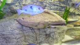 Aquarium einrichten mit Cyrtocara moorii Weib