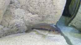 Aquarium einrichten mit Taeniochromis holotaenia Weib