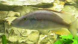 Foto mit Dimidiochromis compressiceps Bock