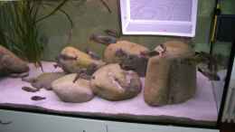 aquarium-von-ralph-ineichen-becken-10763_Flusskiesel in der einen Ecke mit Einhängekasten mit Jungfi