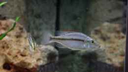 Foto mit Dimidiochromis compressiceps - Jungtiere