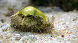 aquarium-von-merya-becken-10801_Porzellanschnecke Cypraea moneta - Kauri - Erosaria moneta