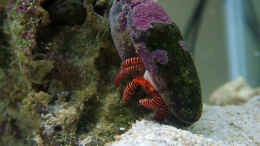 aquarium-von-merya-becken-10801_Einsiedlerkrebs - Ciliopagurus strigatus