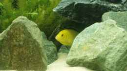 Aquarium einrichten mit Labidochromis caeruleus (Yellow)
