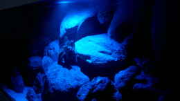 aquarium-von-roland-elsenbruch-becken-1083_Mondlicht Bess Electronics