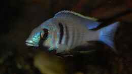 Foto mit Placidochromis electra