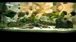 aquarium-von-enrico-mueller-becken-10874_mittlerweile mit leichten Algenbewuchs