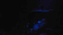 aquarium-von-nachtwaechter-becken-1090_Mondlicht