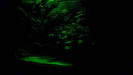 aquarium-von-oliver-bartels-becken-10902-nur-noch-als-beispiel_Mondlicht