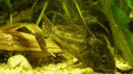 Aquarium einrichten mit Panzerwels , Corydoras paleatus  .