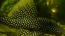 Aquarium einrichten mit Sonnenwels , Scobinancistrus aureatus