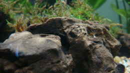 aquarium-von-freibel-becken-10939_Mangrovenholz klein kurz nach dem Einrichten