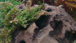 aquarium-von-freibel-becken-10939_Mangrovenholz kurz nach dem Einrichten