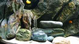 aquarium-von-ludwig-prantl-becken-1094_links an die Scheibe gelehnt; 2 Kunststeine SH-27 und SH-28 