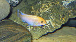 aquarium-von-ludwig-prantl-becken-1094_Pseudotropheus estherae Männchen
