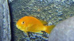 aquarium-von-ludwig-prantl-becken-1094_Labidochromis caeruleus yellow