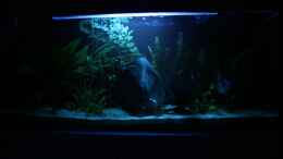 aquarium-von-freddy-becken-10951_Aquarium bei nacht aufgezeichnet am 22.11.08