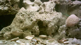 aquarium-von-armin-lange-becken-1096_Muscheln von der Algarve/Portugal