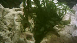 aquarium-von-armin-lange-becken-1096_Bolbitis heudelotii Kongo-Wasserfarn
