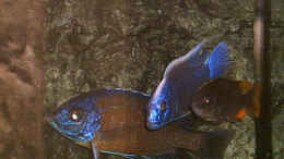 aquarium-von-armin-lange-becken-1096_Copadichromis borleyi kadango u. Sciaenochromis fryeri Männ
