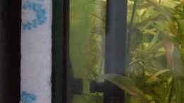 aquarium-von-sauerlandmicha-becken-10969_Hintergrundbild(Folie) auf Styropor hinter Aquarium