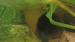 aquarium-von-maria-dicke-becken-10994_Welshöhle 