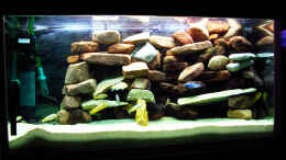aquarium-von-bronzeorb-malawi-mbuna-becken--aufgeloest-_