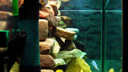 aquarium-von-bronzeorb-malawi-mbuna-becken--aufgeloest-_