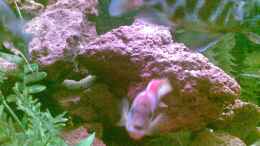 Aquarium einrichten mit Labidochromis Hongi red top