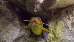 aquarium-von-thomas-riemenschneider-riemis-becken_Synodontis multipunctatus
