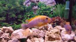 aquarium-von-thomas-riemenschneider-riemis-becken_Labidochromis hongi red top