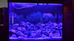 aquarium-von-thomas-riemenschneider-riemis-becken_LED gedimmt und nur blaue LEDs in betrieb