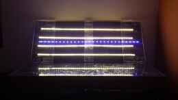 aquarium-von-thomas-riemenschneider-riemis-becken_die selbst gebaute LED Beleuchtung auf Plexiglas