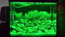 aquarium-von-thomas-riemenschneider-riemis-becken_LED gedimmt und nur grüne LEDs in betrieb