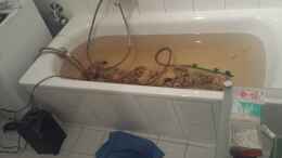 aquarium-von-thomas-riemenschneider-riemis-becken_Zwischenstopp in der Badewanne während der reinigung