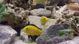 aquarium-von-thomas-riemenschneider-riemis-becken_Labidochromis caeruleus Bock